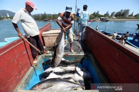 Ikan Tuna Kualitas Ekspor