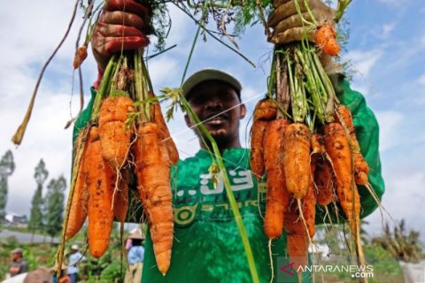 Panen Wortel Di Gunung Sindoro