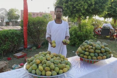 Melihat gelaran festival mangga di depan Sungai Nil