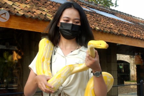 Menyulap bekas kandang sapi jadi kebun binatang mini