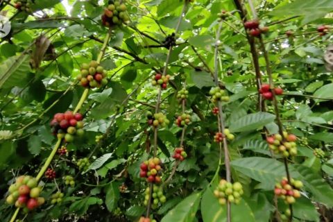 Aranio, kopi berbutir kecil beraroma harum asal Banjar