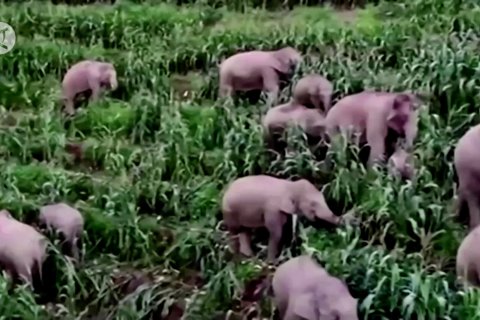 Kawanan gajah tiba di Kunming China setelah berjalan 500 km