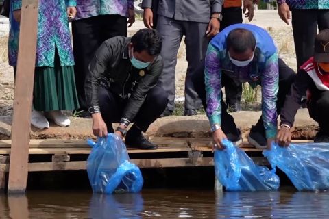 Pemkab Balangan tebar 10 ribu bibit ikan Papuyu