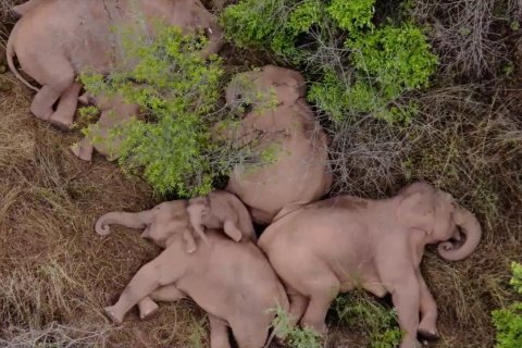 Kawanan gajah nikmati tidur siang di pinggiran Kota Kunming, China