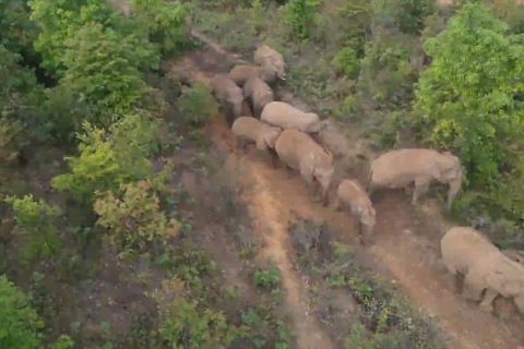 Ketika kawanan gajah Asia bergerak ke arah utara di China