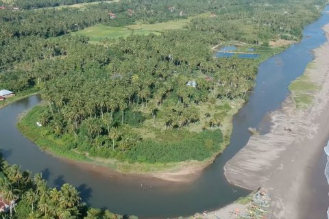 30 perusahaan Sumbar dukung program peremajaan pohon kelapa