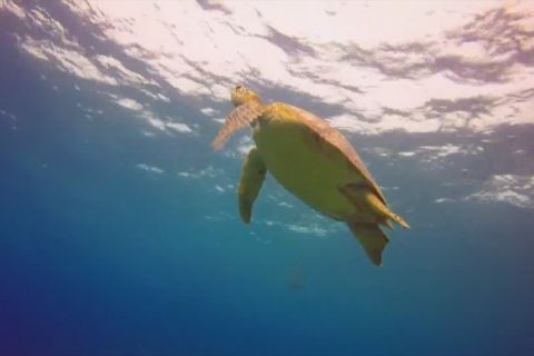 Penyu hijau masuki musim bertelur di Turki selatan