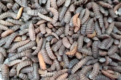 Warga Cilegon budidayakan Maggot BSF untuk pakan ternak