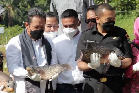Menteri KP: Ikan air tawar bisa jadi pesaing salmon