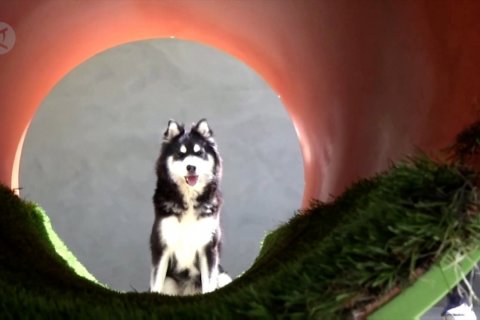 Selamat datang di Istana Hewan Peliharaan Tepi Barat, Palestina