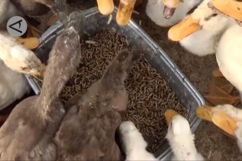 Melihat budi daya maggot untuk pakan ternak
