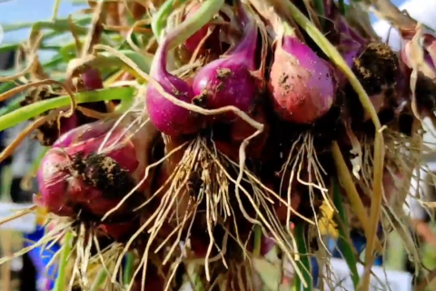 Budidaya bawang, komoditas Bangka pascatambang timah