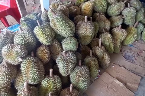 Karantina pertanian Palu jajaki potensi ekspor durian Sulteng