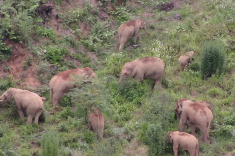 Kawanan gajah yang bermigrasi di China bergerak menuju tenggara
