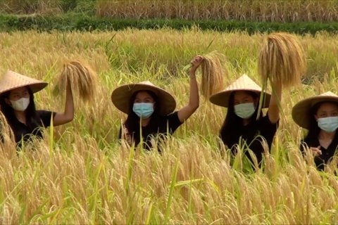 Panen raya, cara Jatiluwih Tabanan Bali promosikan wisata
