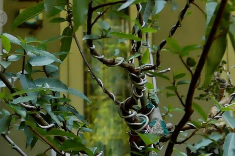 Meraup banyak rupiah dari budi daya bonsai