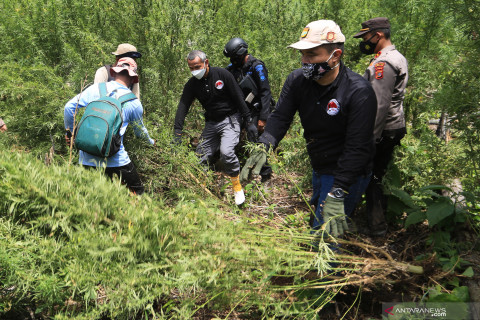 Polisi musnahkan tujuh hektare ladang ganja di Gunung Leuser Aceh