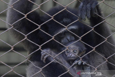 Satwa dilindungi Owa Kalimantan