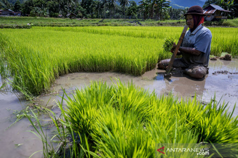 Upah Harian Buruh Tani Nasional Naik Tipis