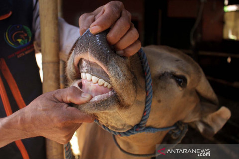 Pengecekan kesehatan hewan kurban