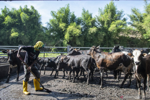 Permintaan Hewan Kurban Menurun
