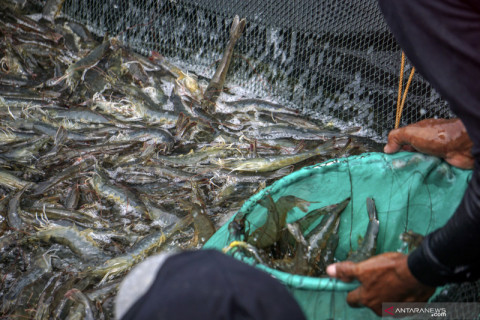Panen raya udang Vaname di Pekalongan