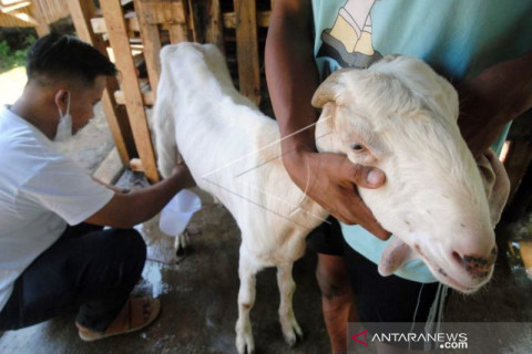 Permintaan Susu Kambing Etawa Meningkat