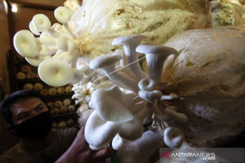Usaha Budidaya Jamur Tiram