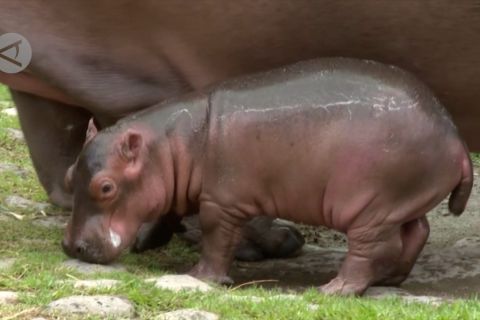 Hadirnya bayi kuda nil menggembirakan kebun binatang Meksiko
