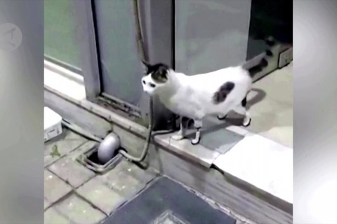 Kucing Yunani menerima tiga kaki baru