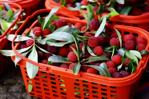 Memetik buah beri yangmei jadi daya tarik wisatawan di Hunan, China