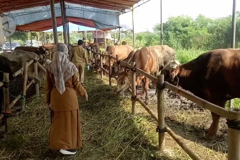 Pedagang dan pembeli hewan kurban diimbau patuhi prokes