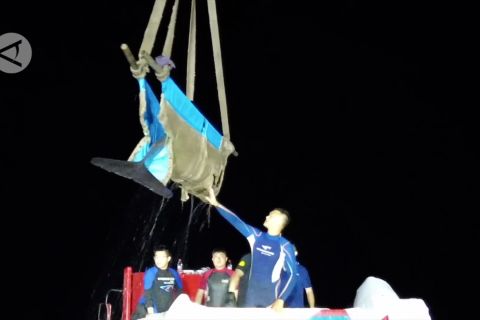 9 dari 12 paus yang terdampar berhasil diselamatkan di Zhejiang, China