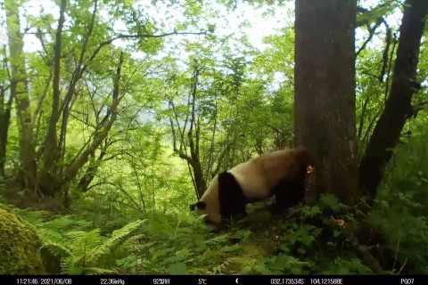Cagar alam di China abadikan aktivitas panda raksasa liar