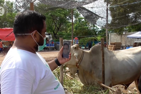 Pedagang hewan kurban Batam siasati penjualan melalui daring