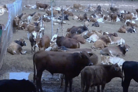 Laos perpanjang larangan impor hewan ternak