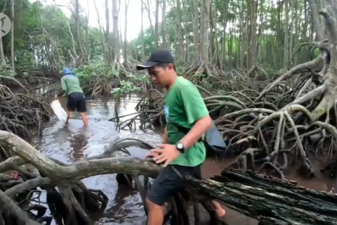 Konservasi dan restorasi mangrove efektif menekan emisi karbon
