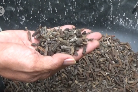 Ulat maggot, pakan lele & ternak ramah lingkungan