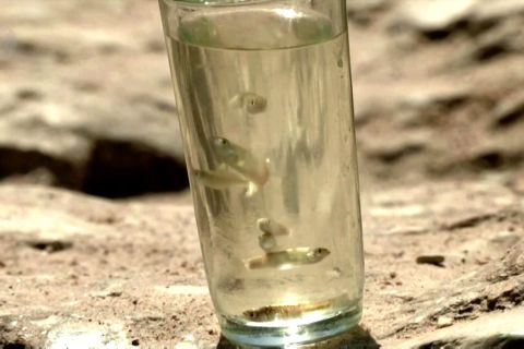 Para pemerhati lingkungan selamatkan ikan mas dari Laut Mati