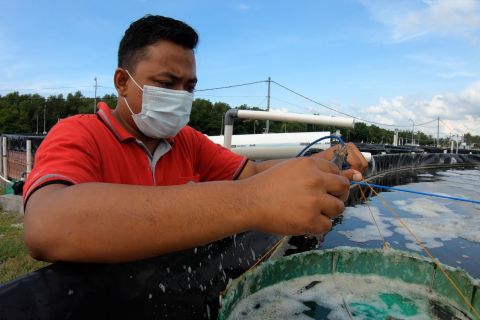 Petambak milenial - Bagian 3