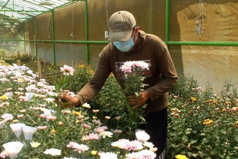 Petani bunga panen permintaan karena tingginya pesanan karangan bunga