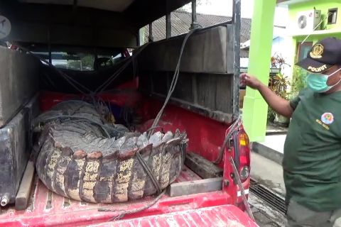 BKSDA Sultra evakuasi buaya muara tangkapan warga