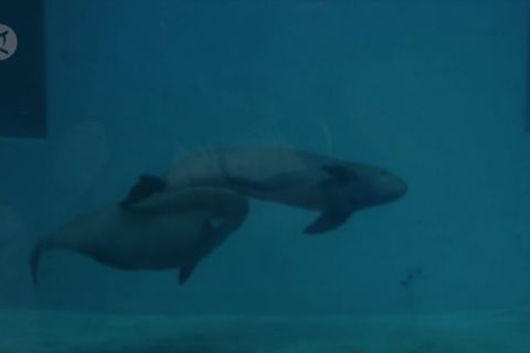 Melihat porpoise tak bersirip hasil pembiakan artifisial di Hubei, China