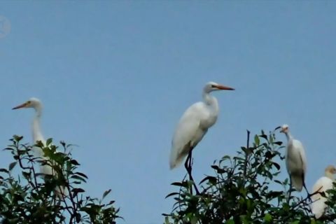Melestarikan burung kuntul di hutan mangrove Waduk Pusong