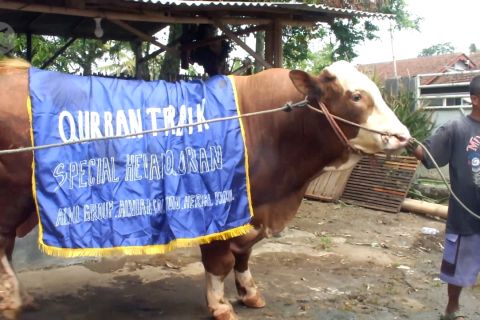 Penjualan sepi, peternak kembangkan sapi dan kambing kontes