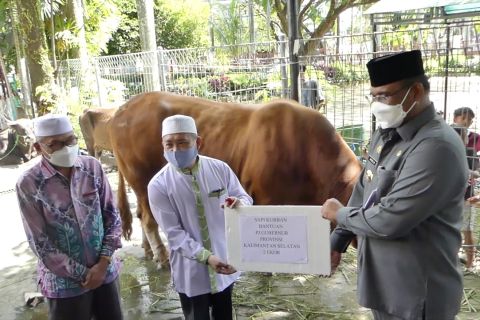 Penyerahan sapi kurban bantuan presiden untuk warga Kalsel