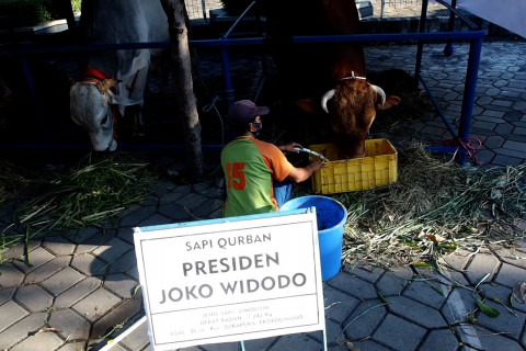 Sapi kurban Presiden Jokowi di Surabaya berbobot 1,2 ton