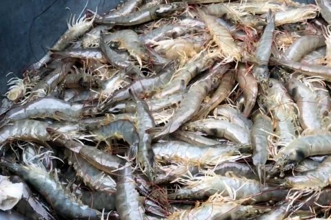 Warga Pekalongan diajak budi daya udang vaname