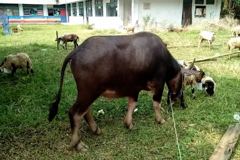 Persiapan berbagai daerah rayakan Idul Adha dengan sehat dan aman