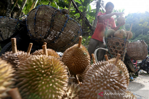 Puncak panen durian di Aceh